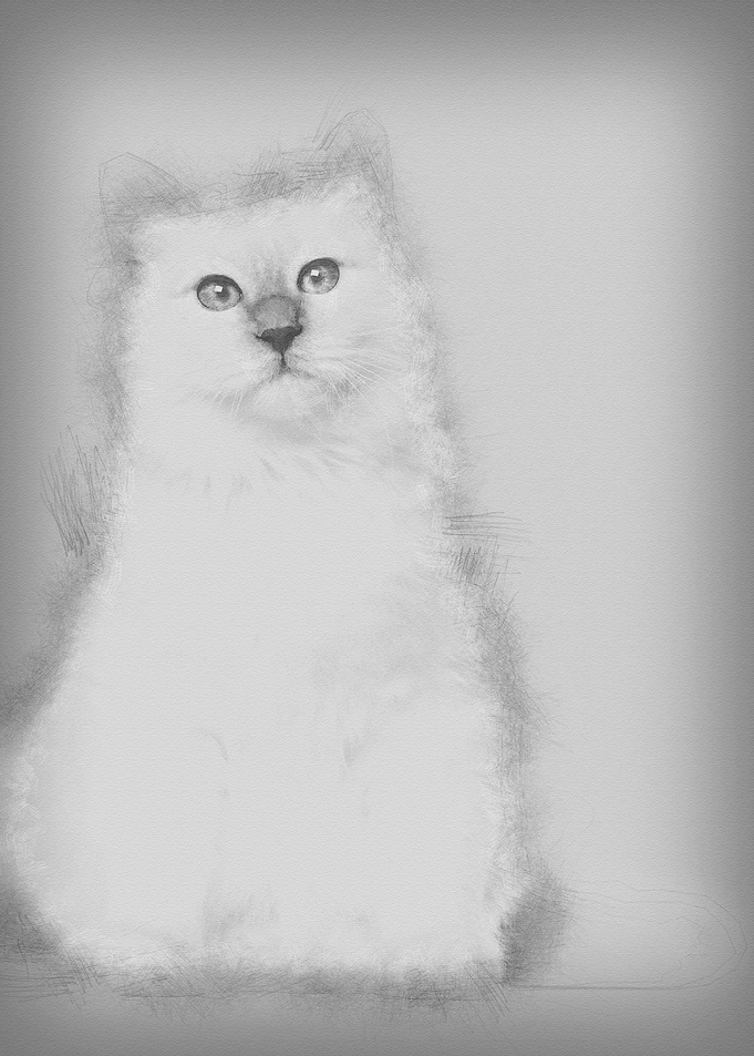 Portrait of Birman cat 6 m