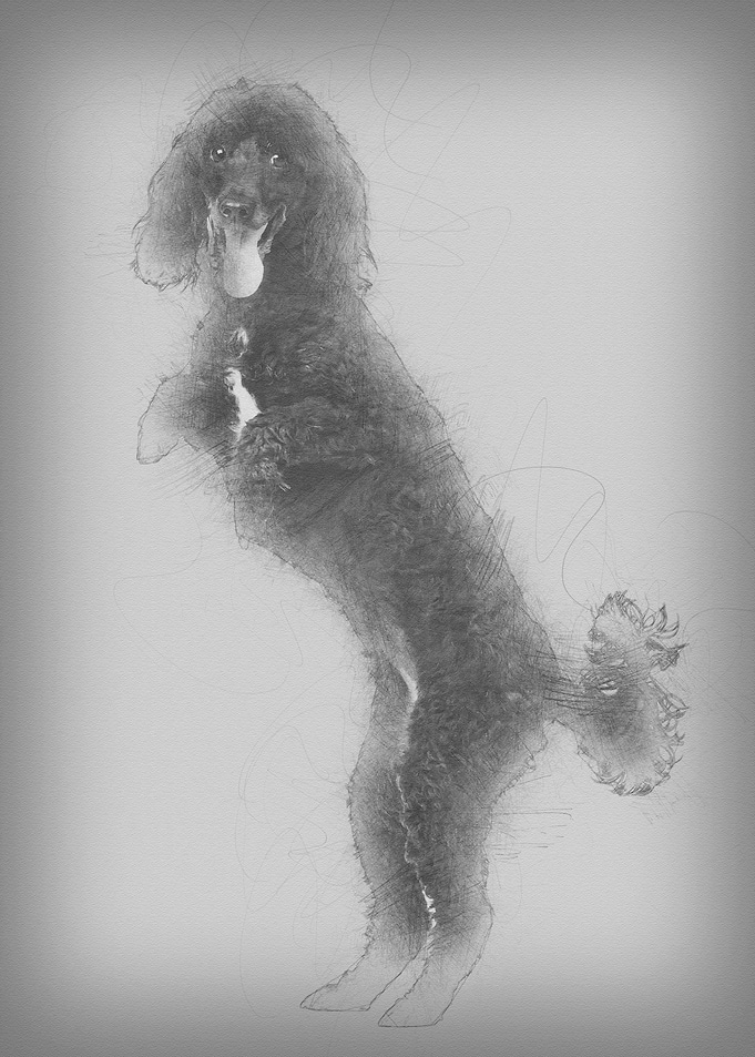 Poodle 5 years old