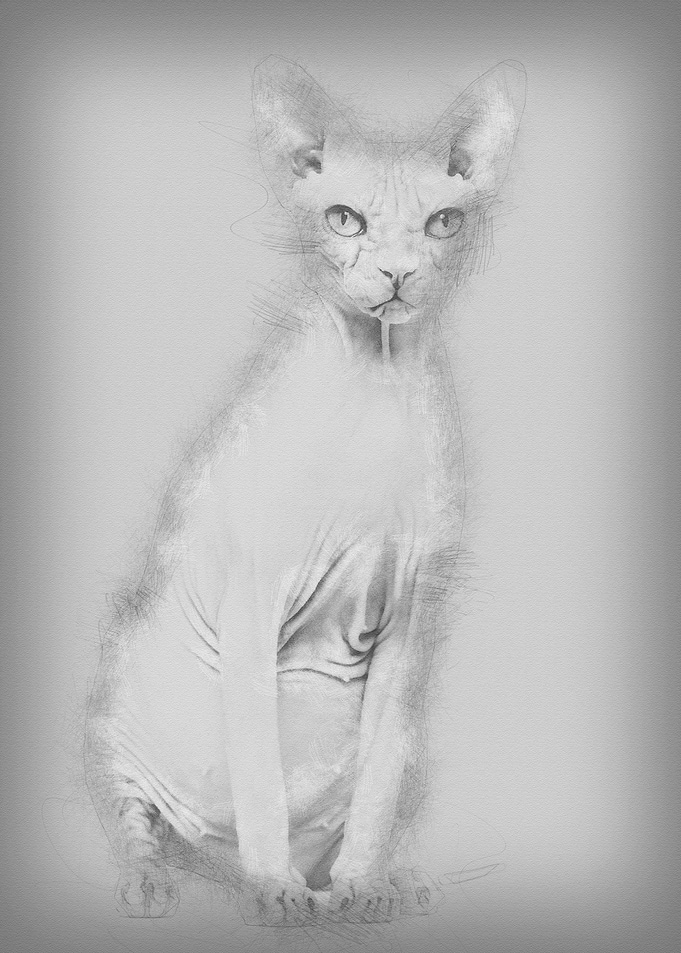 Sphynx 4 years old against