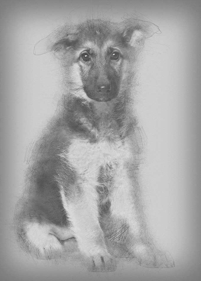 German Shepherd puppy 4 mo