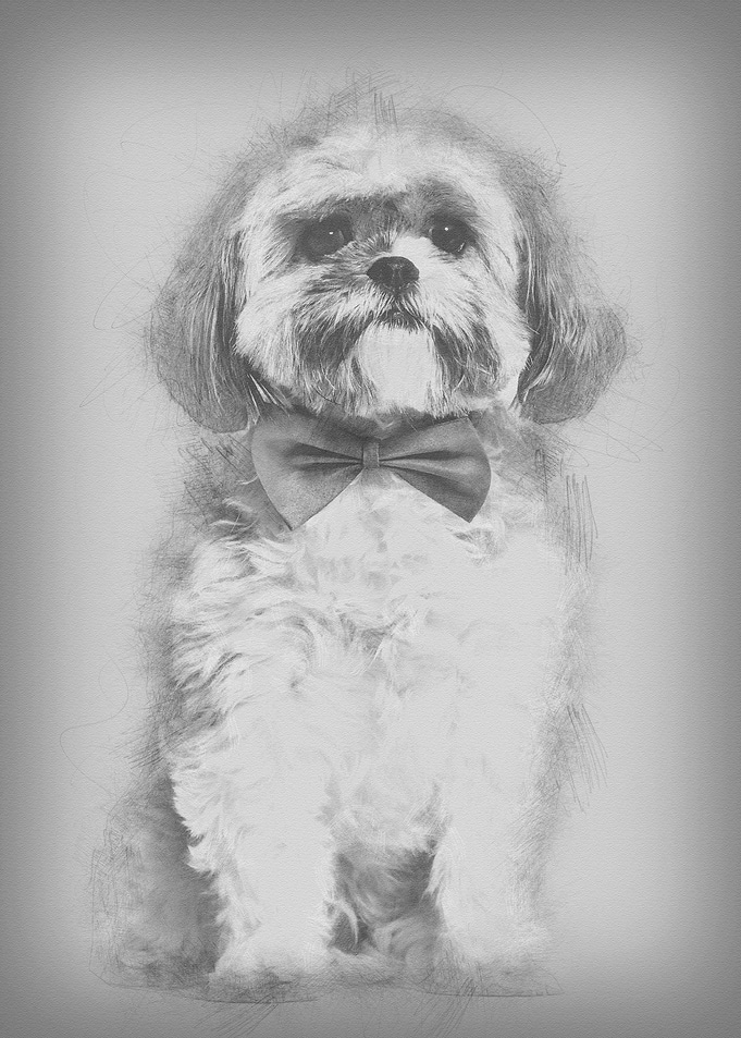 Lhasa Apso in bow tie agai