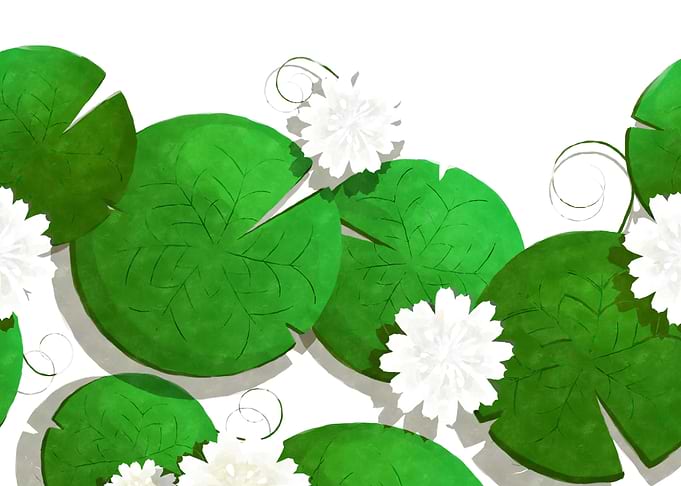 Water lilies