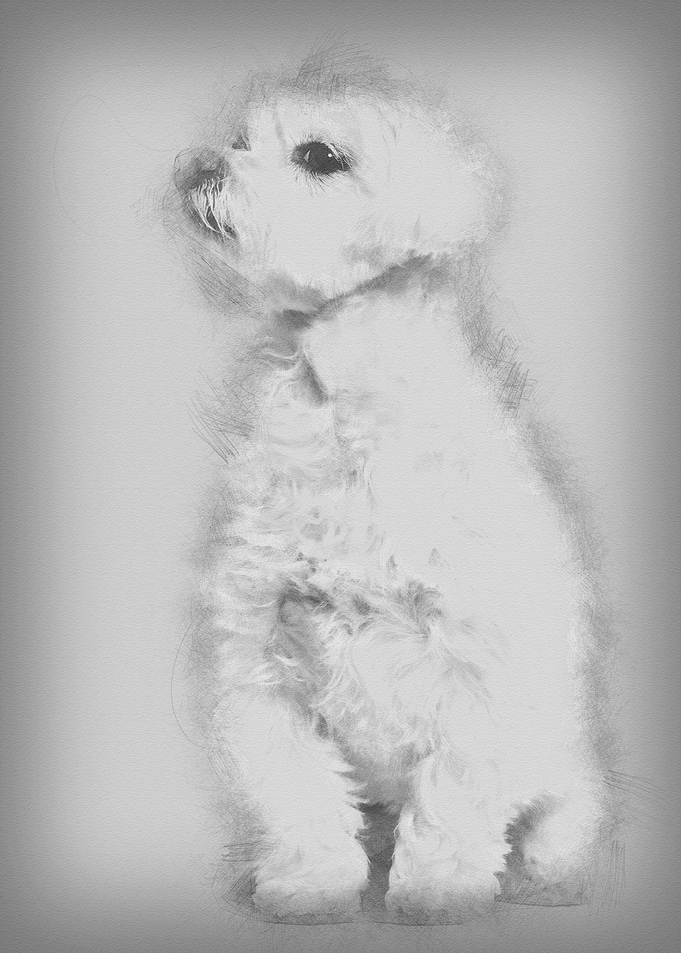 Maltese dog sitting agains