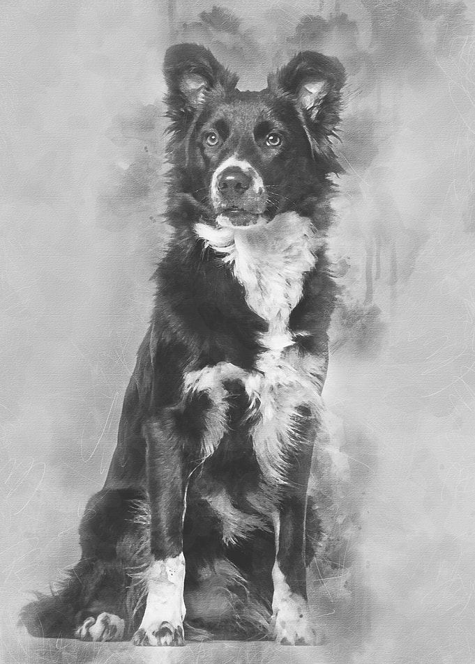 Border Collie dog 1 year o