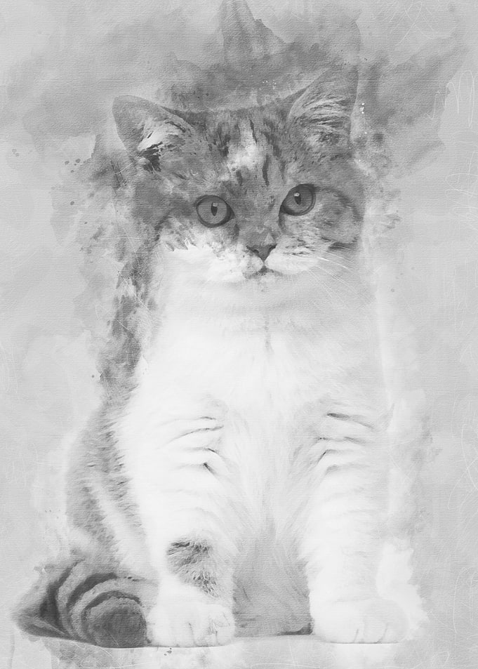 British Shorthair kitten 3