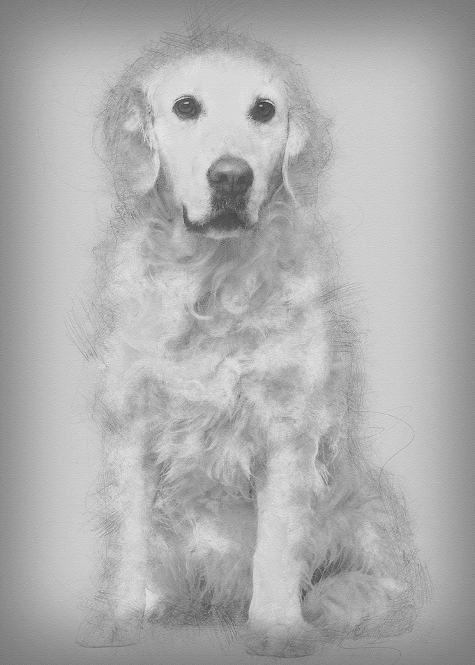 Golden Retriever 6 years o