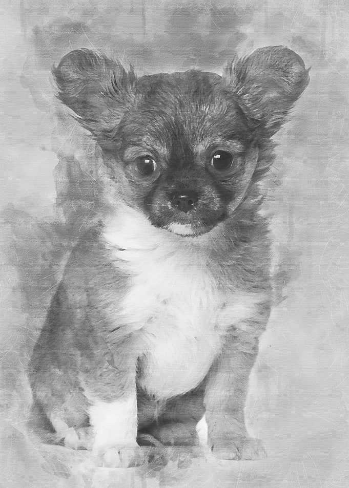 Chihuahua puppy 3 months o