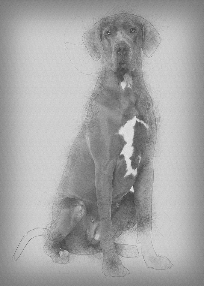 Great Dane 2 years old sit