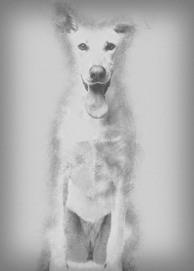 Portrait of Crossbreed dog
