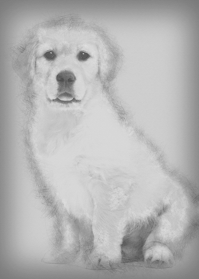 Golden Retriever puppy 2 m