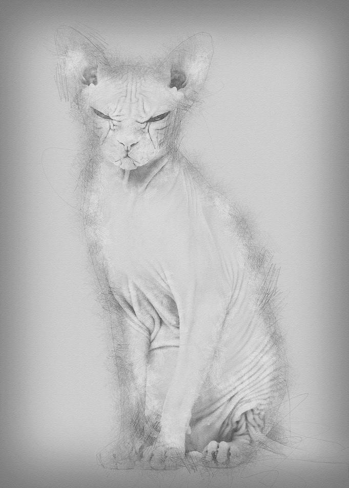 Sphynx Hairless Cat 4 year