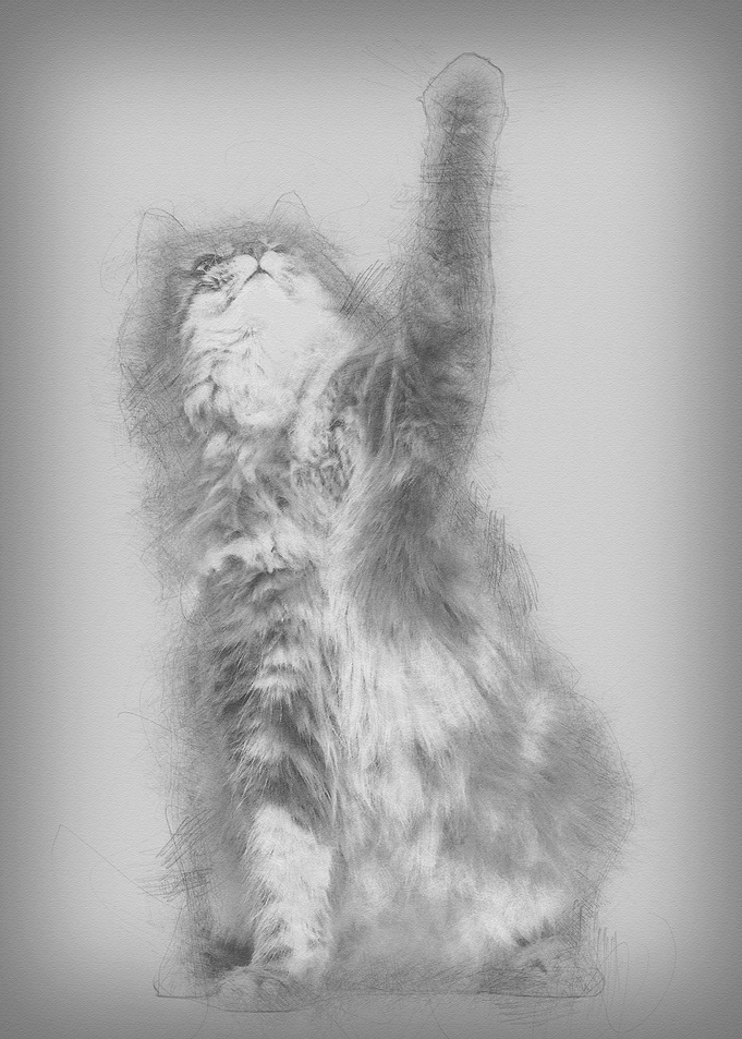 Norwegian Forest Cat 1 and