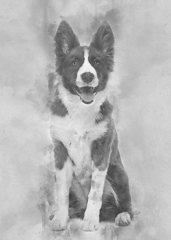 Border Collie puppy 5 mont