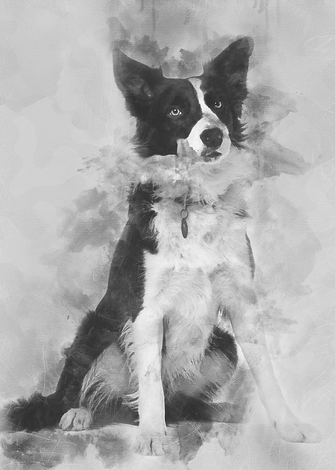 Border Collie 1 year old s
