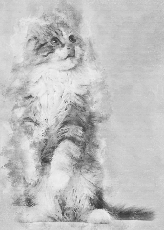American Curl kitten 3 mon