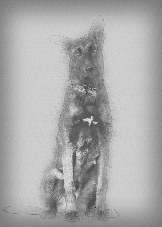 Malinois dog 7 months old