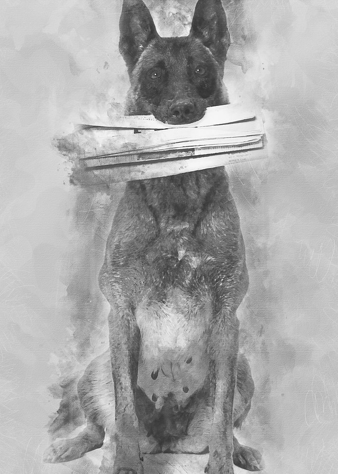 Belgian Shepherd sitting a