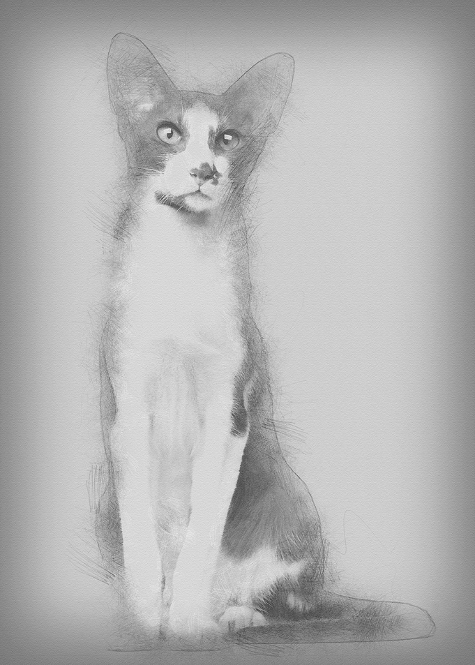 Oriental Shorthair sitting