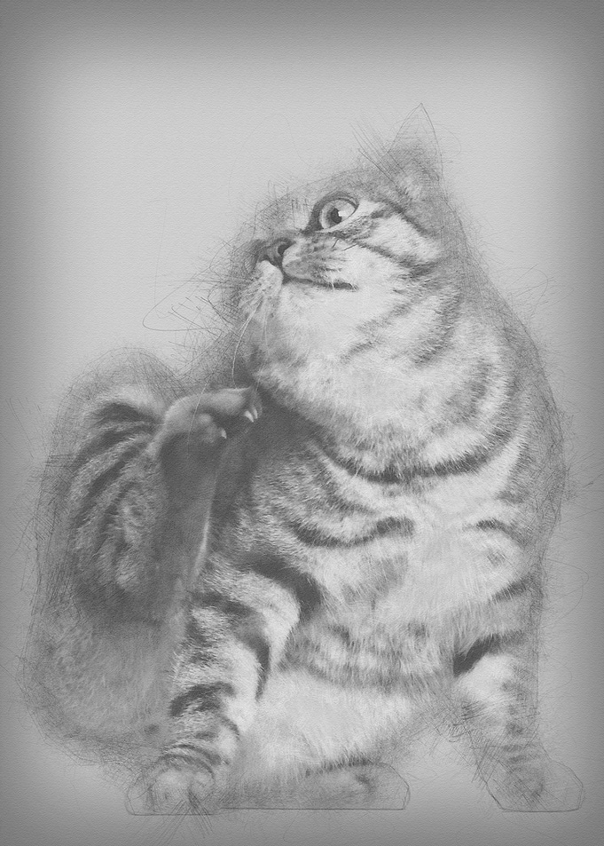 Kurilian Bobtail cat 1 yea