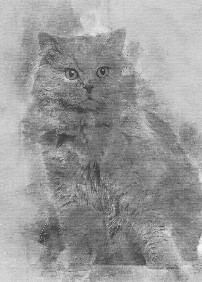 British Longhair sitting a