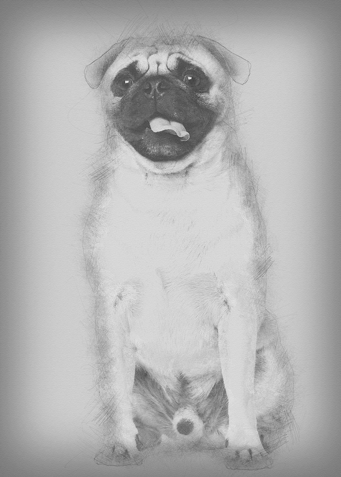 Pug 3 years old sitting ag