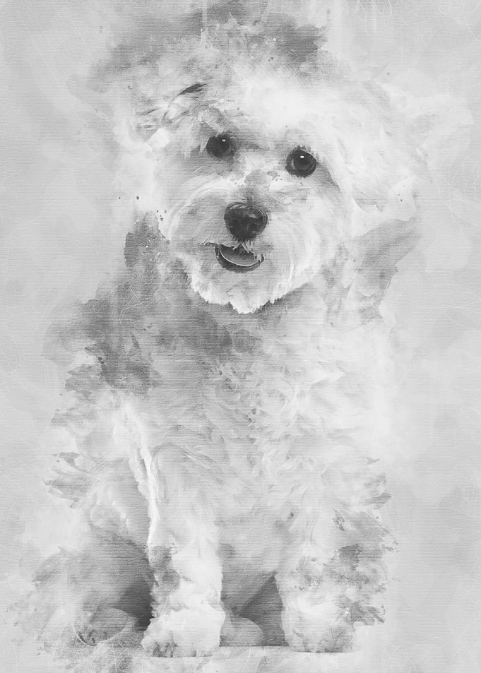 Coton de Tulear 22 months