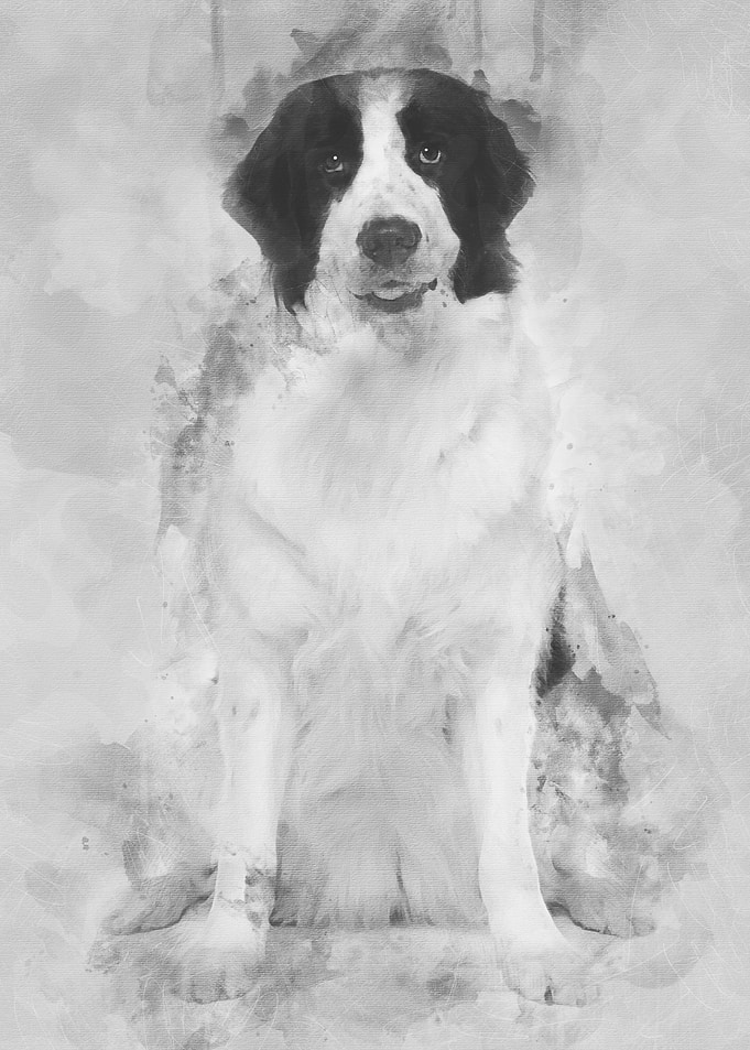 Black and white Landseer d