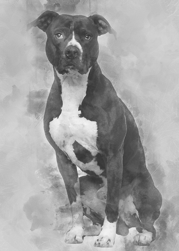 American Pit Bull Terrier