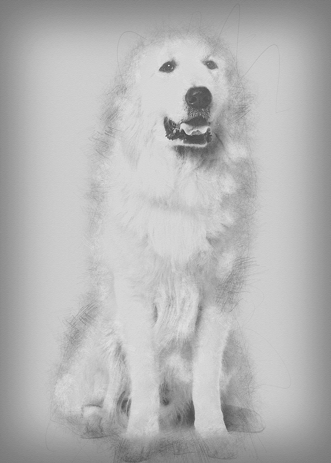 Great Pyrenees or Pyrenean