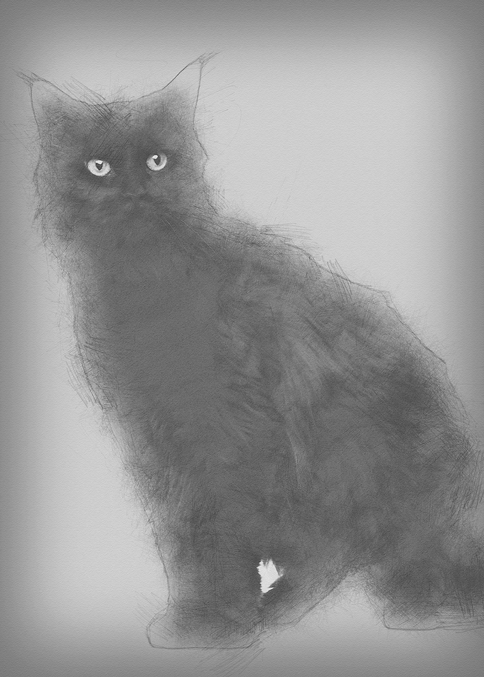 Maine coon 3 years old sit