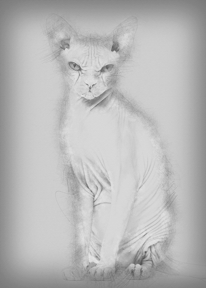 Sphynx Hairless Cat 4 year