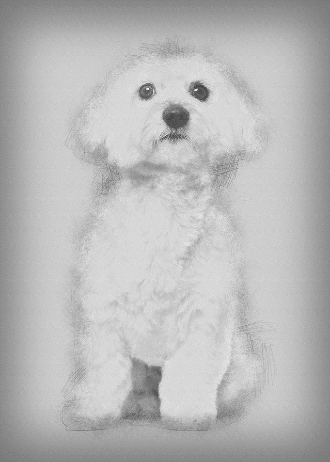 Maltese dog 2 years old si