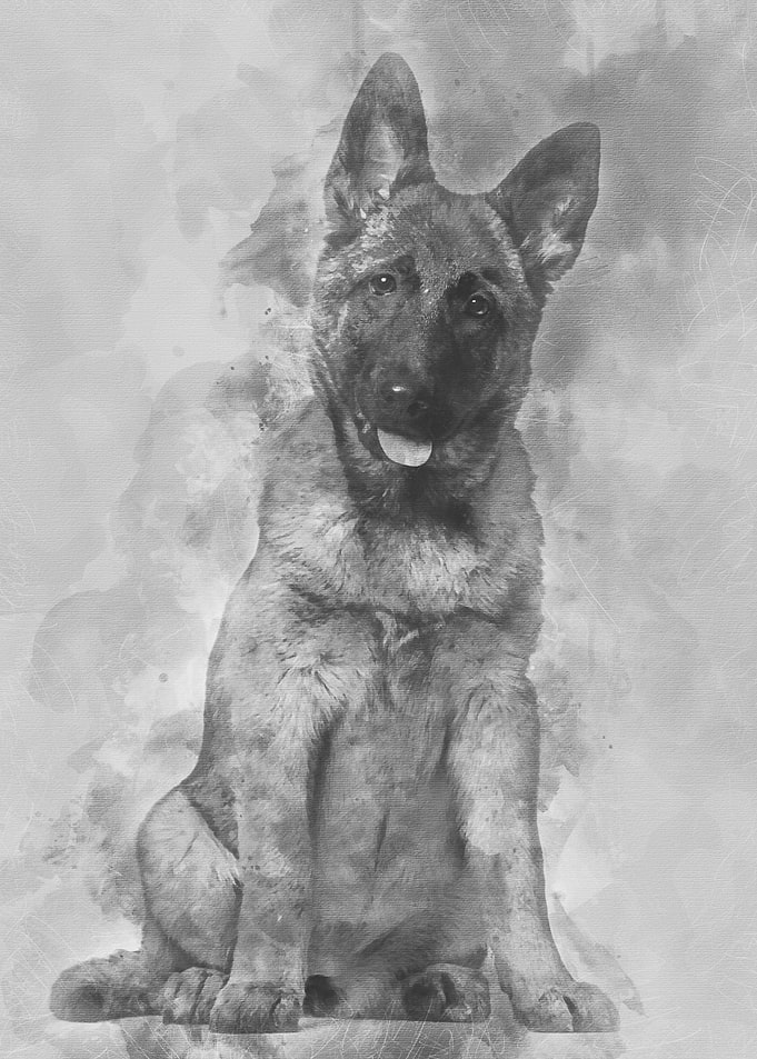 Belgian Shepherd dog 4 mon