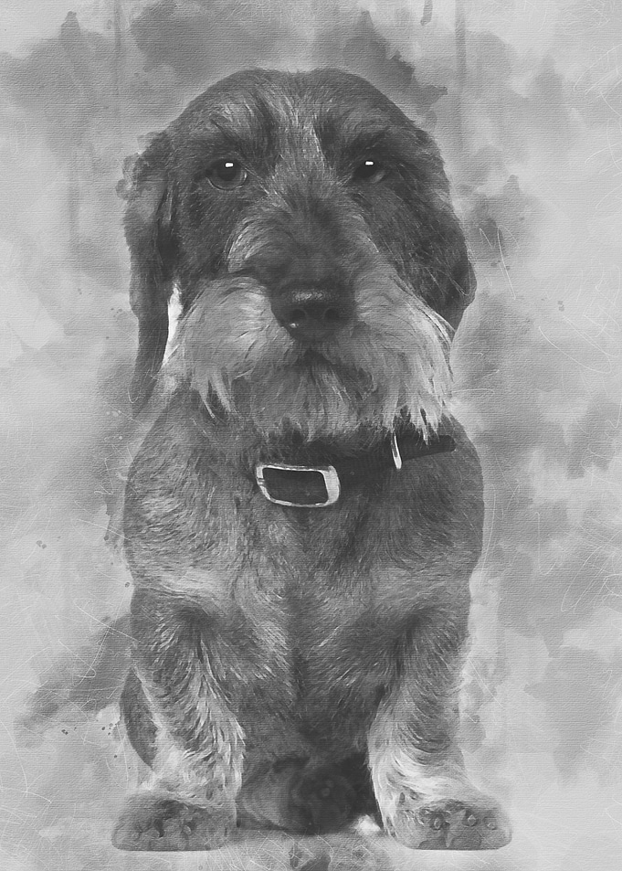 Dachshund 4 years old sitt