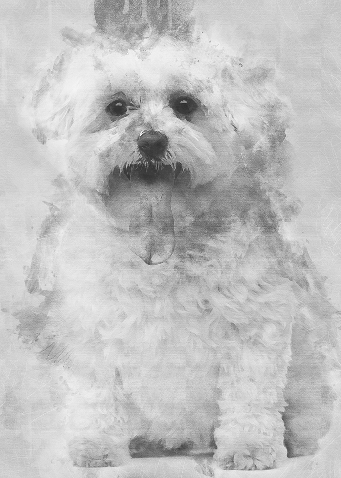 Maltese with tongue out 5