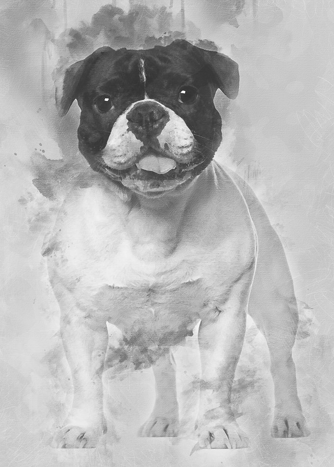 French Bulldog standing ag