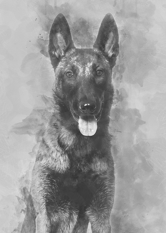 Malinois 1 year old sittin