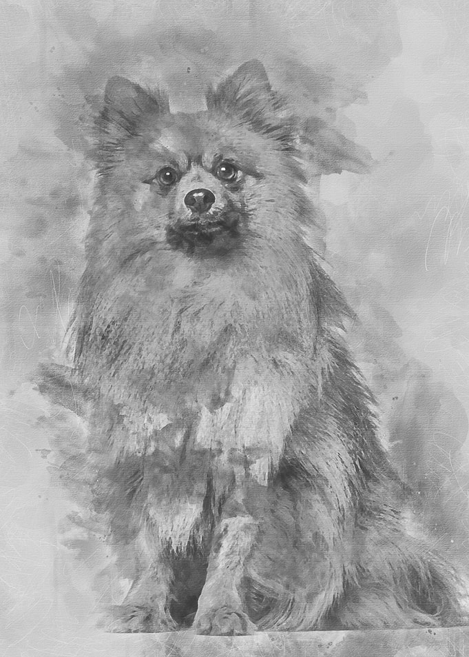 Keeshond dog sitting again