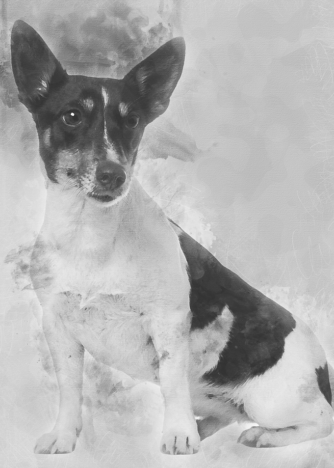 Jack Russell Terrier 5 yea