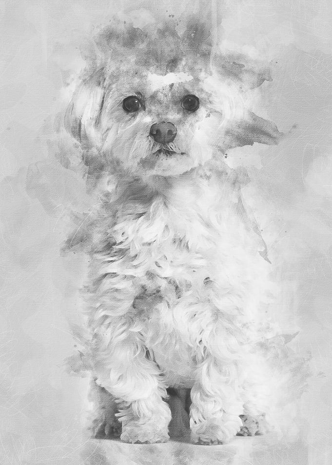 Maltese dog sitting agains