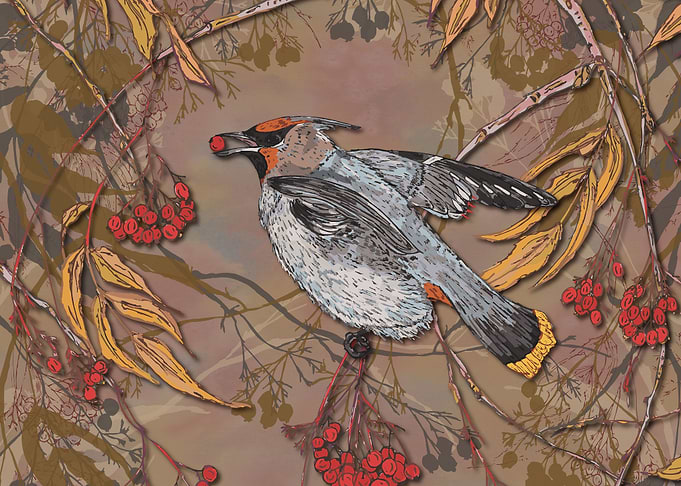 Waxwing Winter Feast