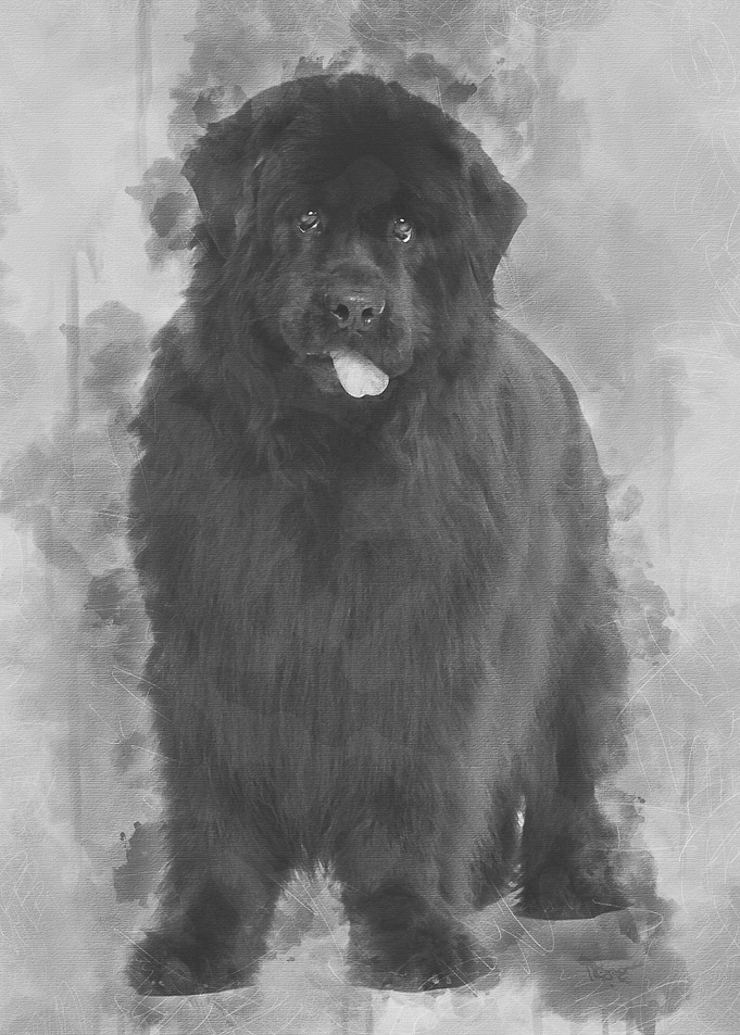 Newfoundland 4 years old s