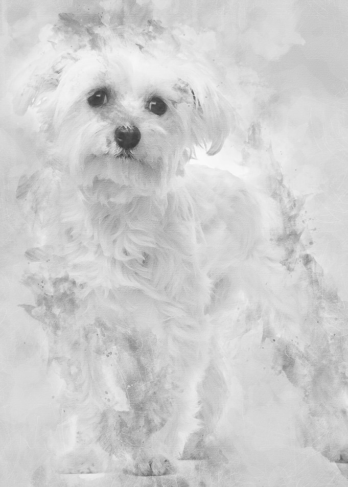 Maltese 1 year old standin