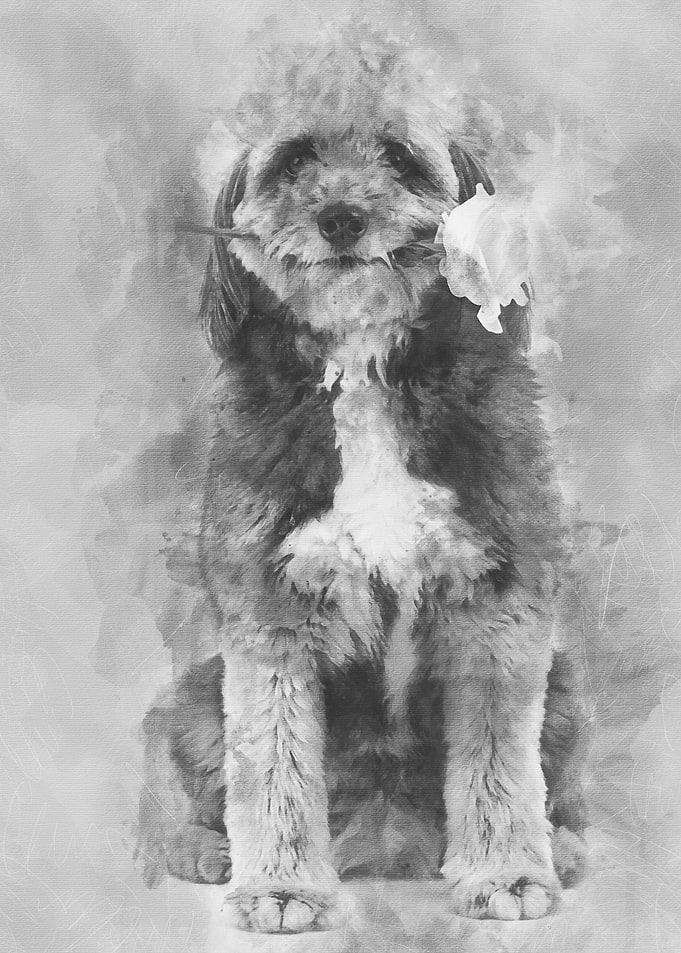 Crossbreed 4 years old sit