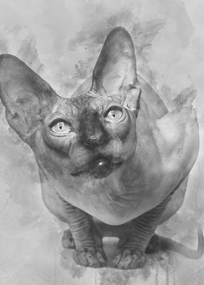 Sphynx cat 1 year old si