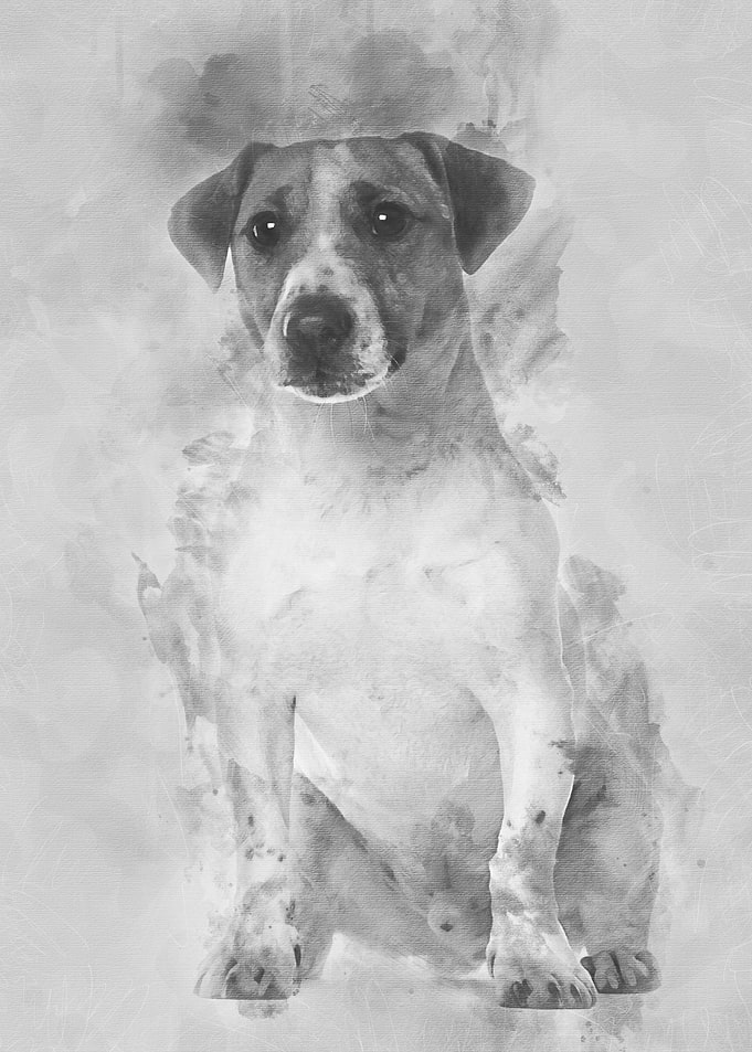 Portrait of Jack Russell T