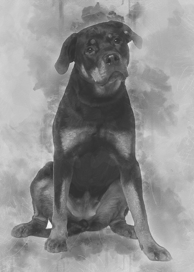 Doberman 15 months old sit
