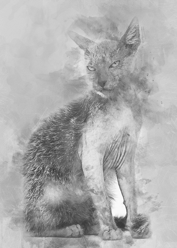 Kitten Lykoi cat 3 months