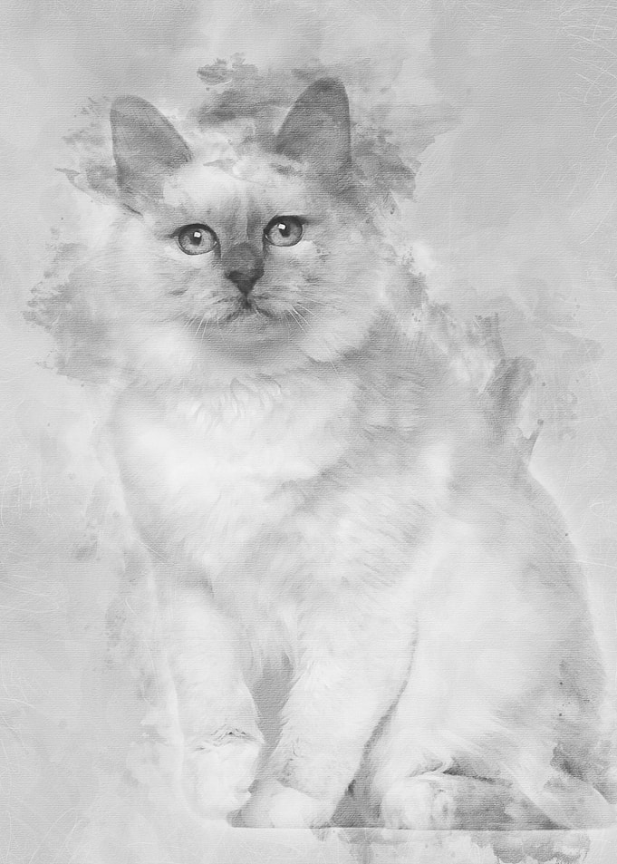 Portrait of Birman cat 5 m