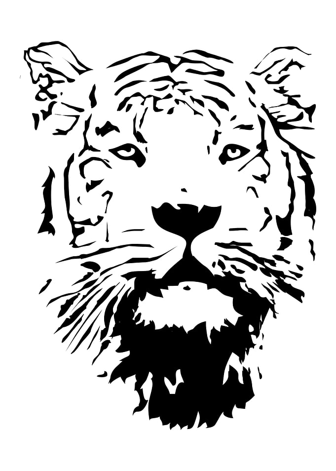 white tiger